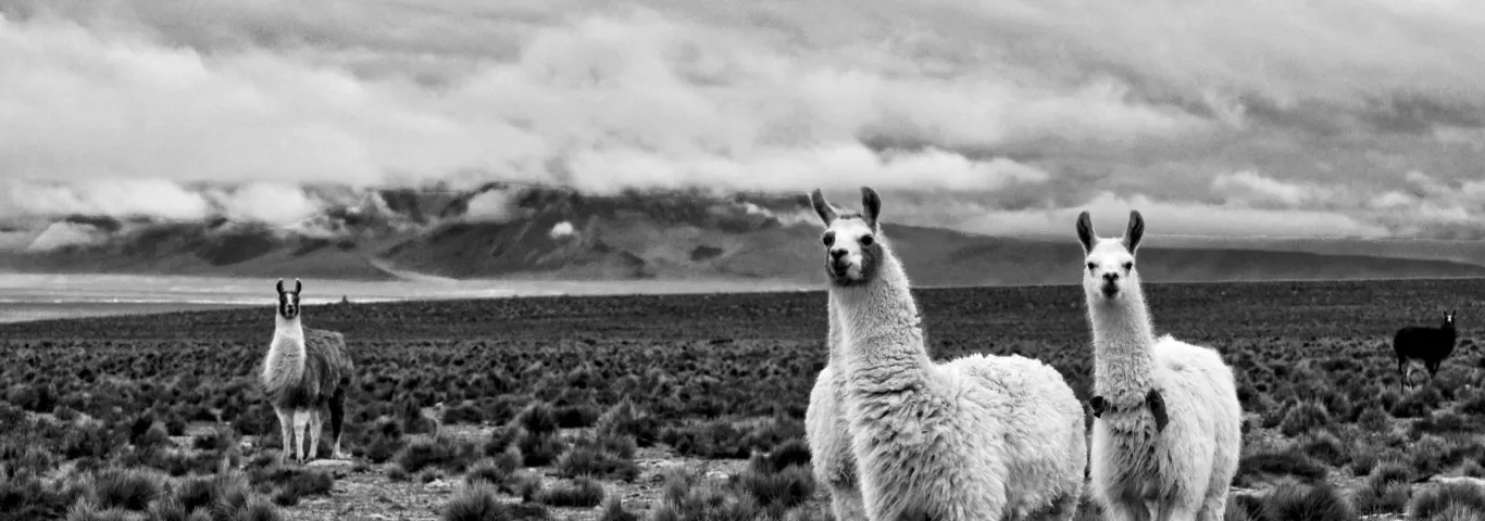 Monochrome Photo of Llamas on a Desert