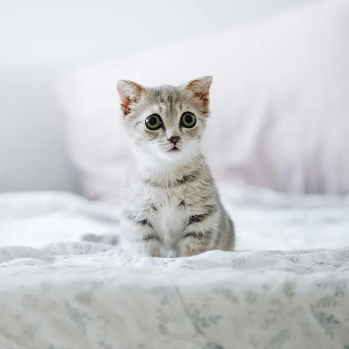 "Photo of a kitten on bed"