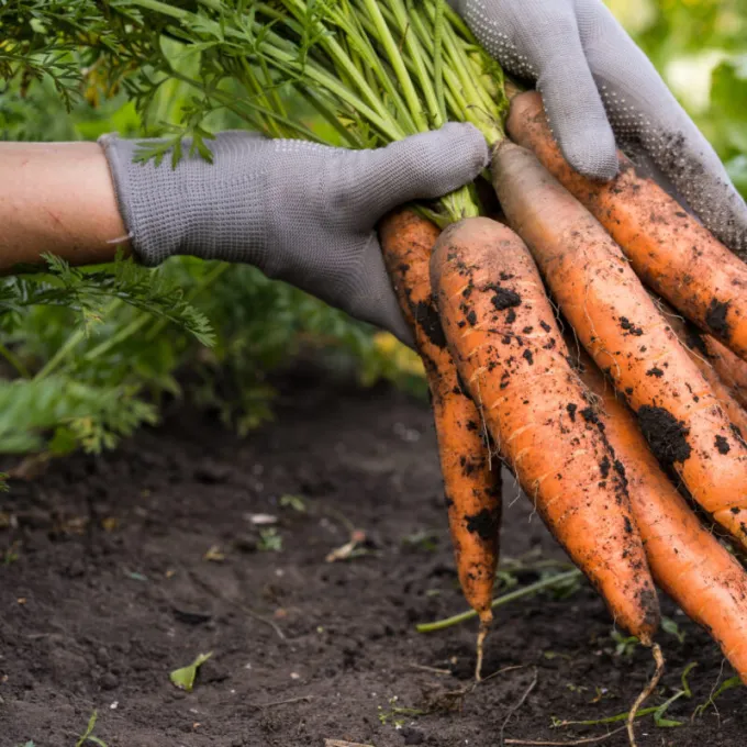 stock image of carrots being pulled from soil