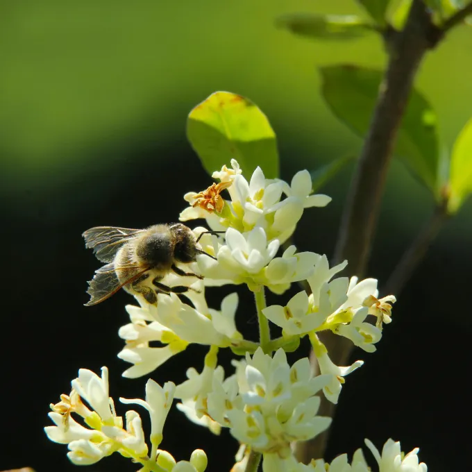 a bee on a flower