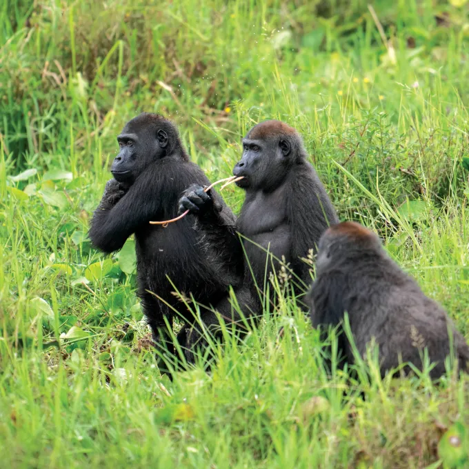 The Living Earth Collaborative’s research into primate social life led to new protections for apes and their companions. (Credit: Will Burrard-Lucas)